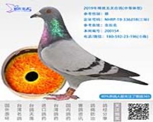 2019年精挑五关台鸽-雄-编号200154