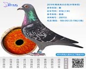 2019年精挑雨点台鸽-雌-编号200155