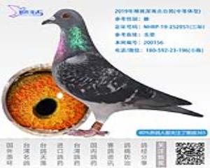 2019年精挑深雨点台鸽-雌-编号200156