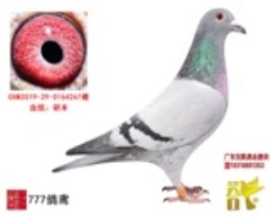 纯胡本种雌