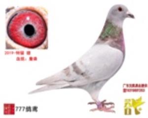 纯詹森特留种雄