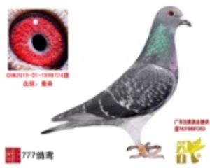 纯詹森雄
