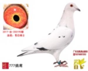 苍白骑士种雄