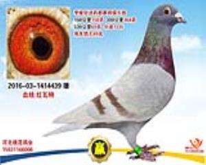 红瓦特 成绩鸽 微信15931166006