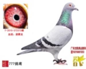 速霸龙种鸽