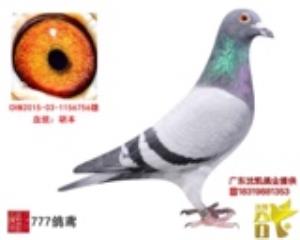 胡本