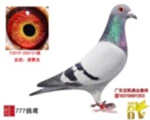 速霸龙