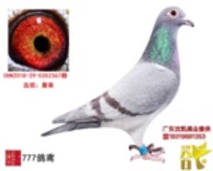 詹森红杠