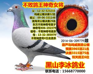 李冰东方不败种鸽