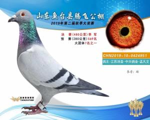 公棚成绩鸽 前十名也有 几十名也有 喜欢联系客服