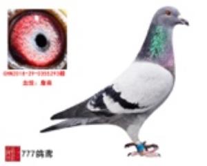 詹森