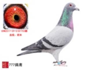 胡本