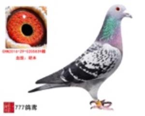 胡本