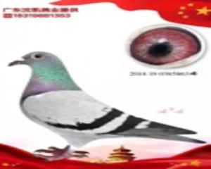 纯詹森
