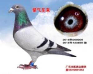 詹森紫光