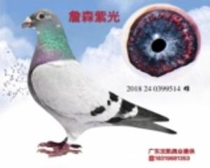 詹森紫光