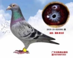 詹森紫光