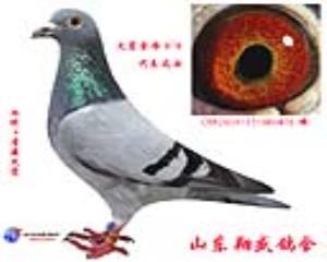 祝贺四川鸽友决赛获5，47名