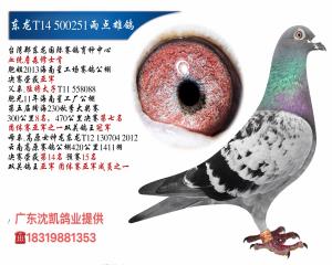 詹森修士肯