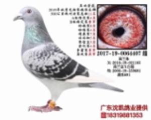 功勋种雌