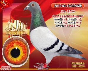 詹森019  微15931166006