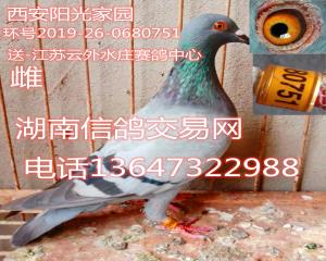 湖南信鸽交易网