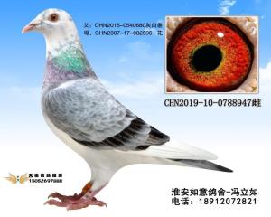 CHN2019-10-0788947