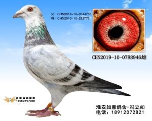 CHN2019-10-0788946