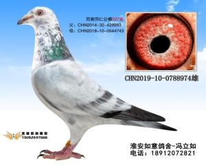 CHN2019-10-0788974