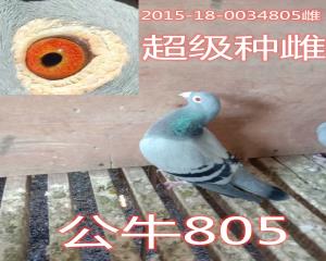 公牛