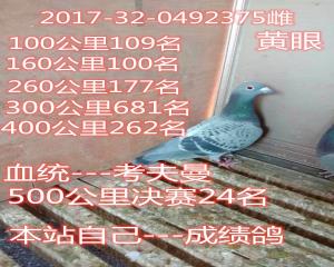 成绩鸽