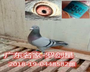 罗剑星