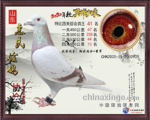 2020秋特比获奖鸽