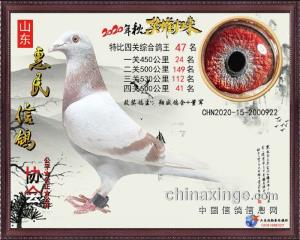 2020秋特比获奖鸽