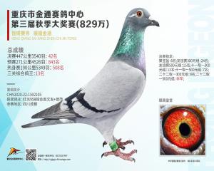 金通42名已售