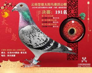 云南太阳鸟小棚191名已售