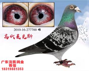 詹森麦克斯