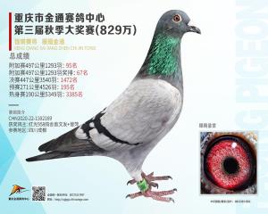 金通加赛95名