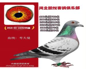 考夫曼 微15931166006
