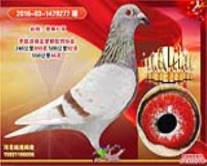 詹森红狐 微信15931166006