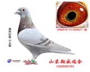 红狐511