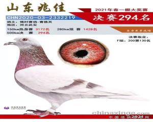 2021赛绩鸽