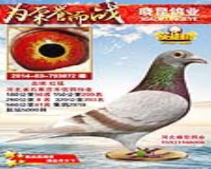 詹森红狐  微信15931166006