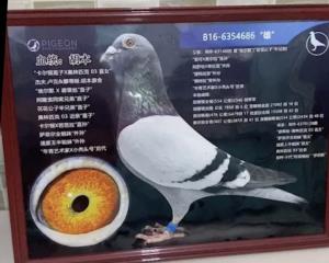 胡本B16-6354686