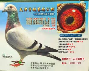 综合鸽王殿军