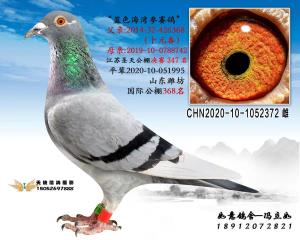 10-1052372