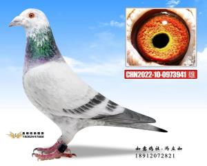 CHN2022-10-0973941 雄