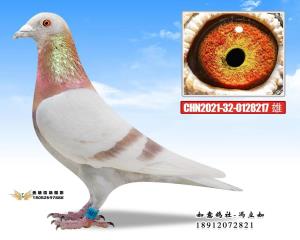 CHN2021-32-0128217 雄