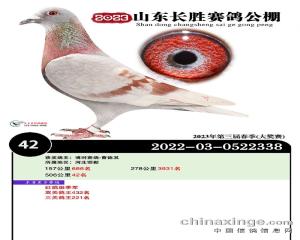 赛绩鸽