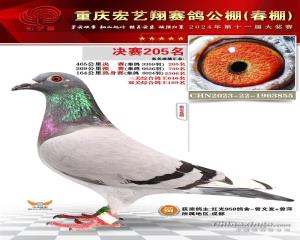 重庆宏艺翔赛鸽公棚决赛205名号